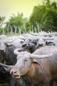 Buffalo in a field