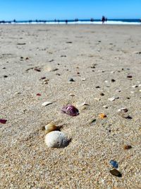 Close-up of shells on beach