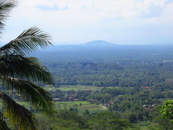 Scenic view of palm trees on landscape against sky