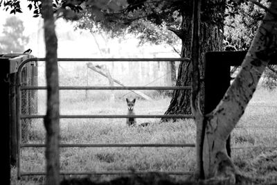 Farm scene with a fox looking at camera