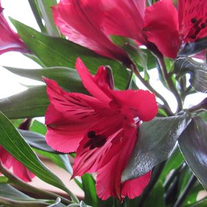 Close-up of pink flowers
