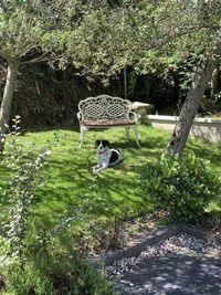 View of trees and plants in garden