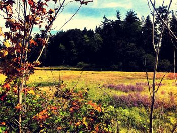 Scenic view of trees growing on field against sky