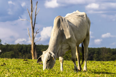 Zebu nellore cow in the pasture area of a beef cattle farm in brazil