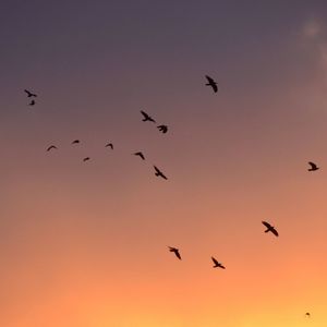 Low angle view of birds flying in sky