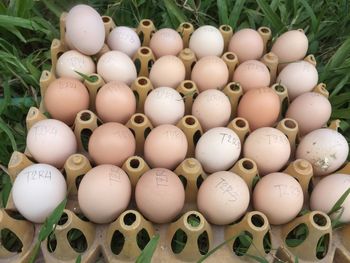 High angle view of eggs in row