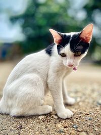 Portrait of a cat looking away