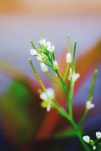 Close-up of white flowering plant