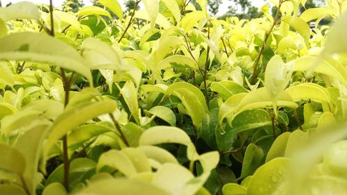 Full frame shot of fresh green plants