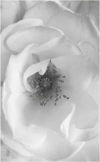 Close-up of white rose