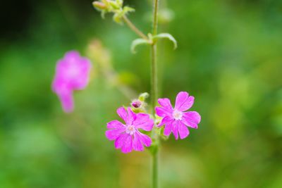 Close-up of pink flowering plant