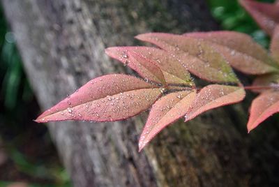 Close-up of wet red leaves