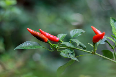 Close-up of red chili peppers on plant