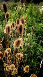 Close-up of flowering plants on field