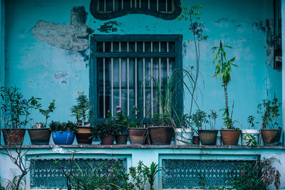 Potted plants outside building