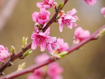 Close-up of pink cherry blossoms in spring