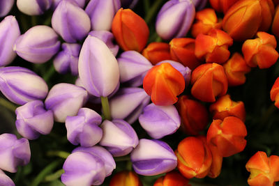 Full frame shot of purple tulips