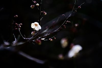 Low angle view of white flower blooming outdoors