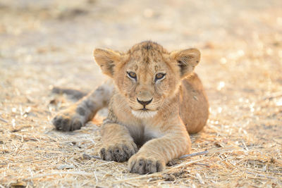 Portrait of lion relaxing outdoors