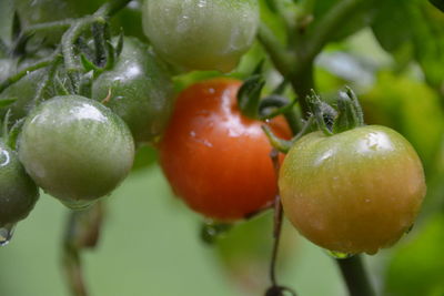 Close-up of wet cherry tomatoes growing outdoors during rainy season