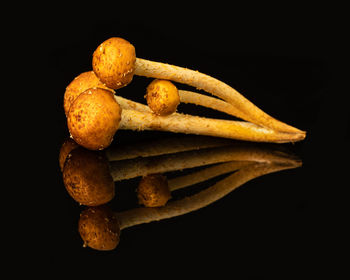 High angle view of eggs on black background