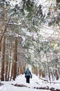 Snow covered trees on landscape