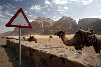 Camels by road sign on desert landscape against sky
