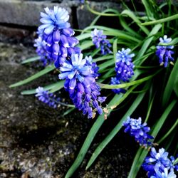 Close-up of purple flowers blooming outdoors