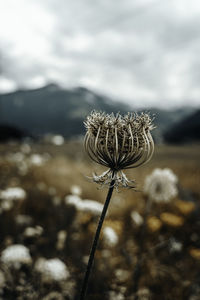 Close-up of wilted plant on field against sky