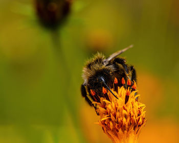 Close-up of bee on flower