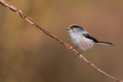 Close-up of bird perching on branch