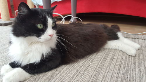 Close-up of cat sitting at home