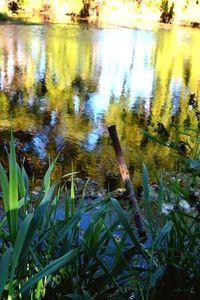 Reflection of trees in water