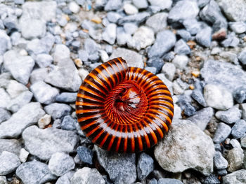 Close-up of shell on rock