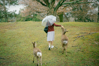 Rear view of young woman stroking deer on field