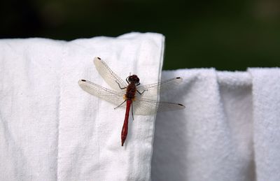 Close-up of dragonfly on towel