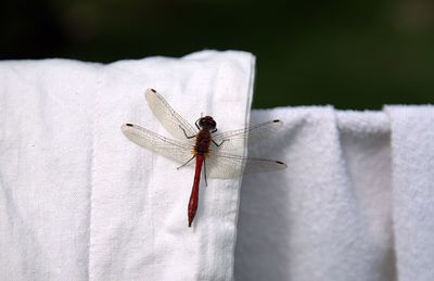 Close-up of dragonfly