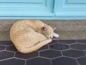 High angle view of cat sleeping on floor