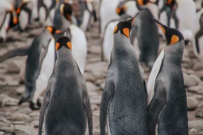 Close up of birds