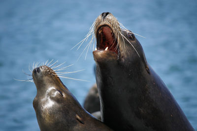Close-up of sea lion
