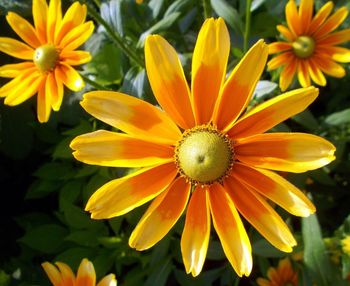 Close-up of yellow flowering plant