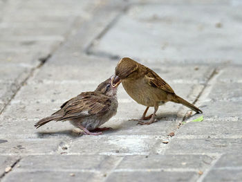 Female house sparrow, passer domesticus, feeding her recently fledged young, xativa, spain