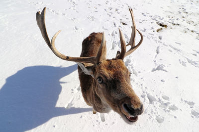 View of deer on snow covered land