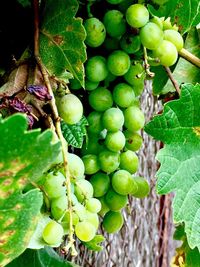 Close-up of grapes growing on tree