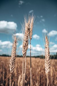 Close-up of wheat growing on field against sky
