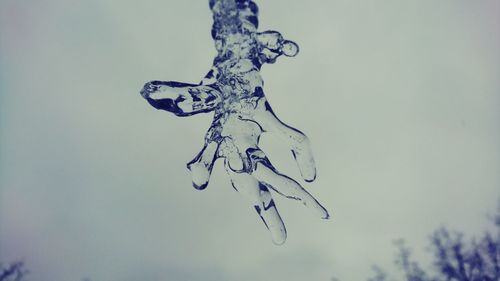 Low angle view of plant against sky during winter