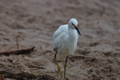 Close-up of bird on sand