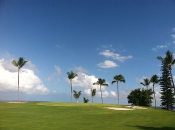 Palm trees on field against blue sky