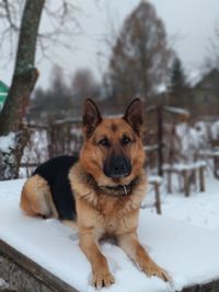 Portrait of dog on snow field