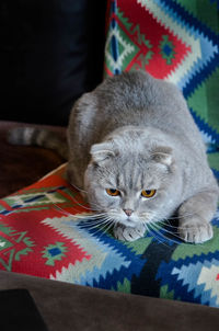 Close-up of british short haired cat indoors